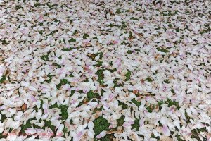 Verblüte Magnolie